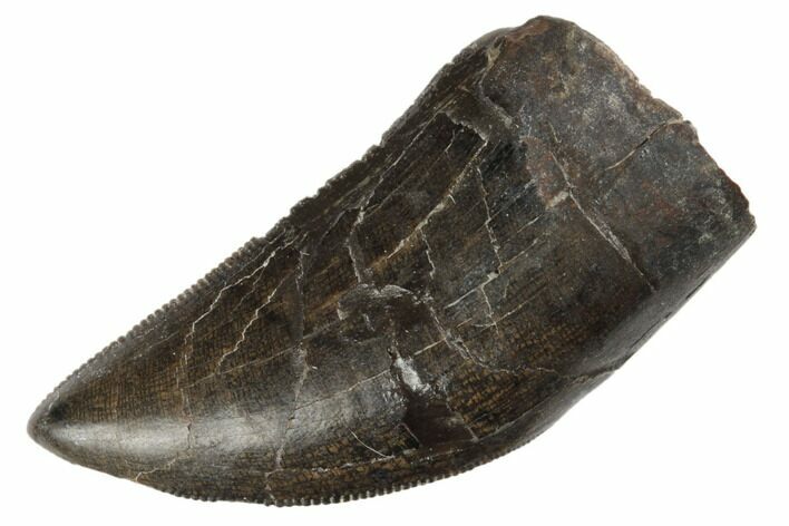 Serrated Tyrannosaur Tooth - Judith River Formation #192531